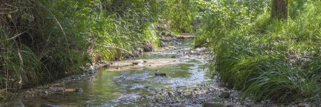 Le Lauzon à st romain au printemps