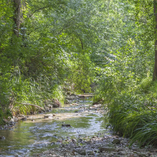 The Lauzon at st romain in spring