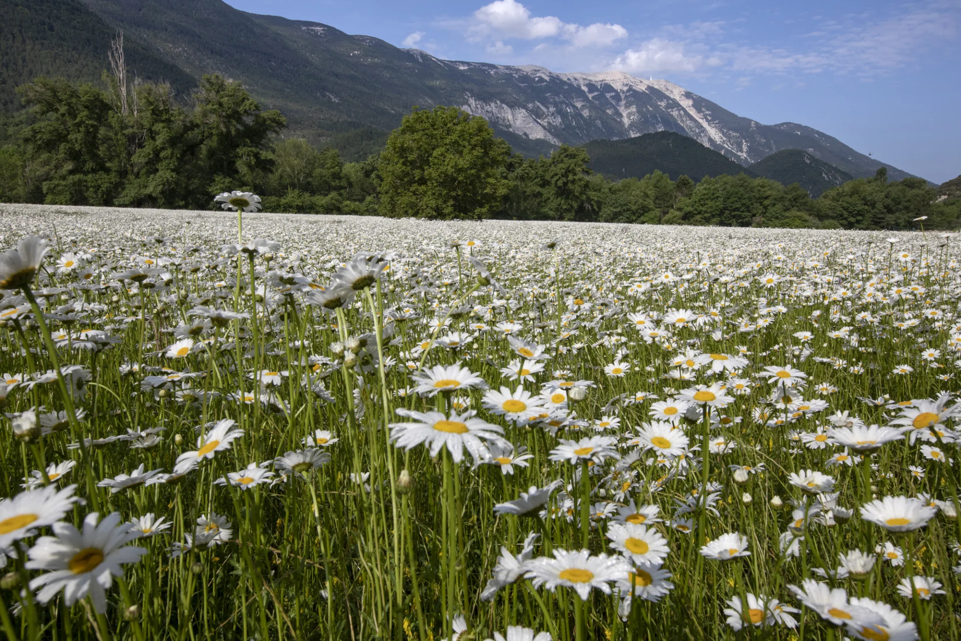 Champs de fleurs au printemps à Savoillans