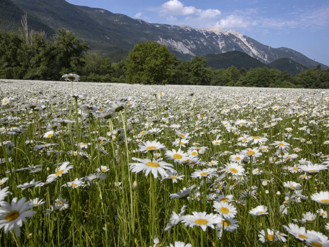 Fields of spring flowers in Savoillans