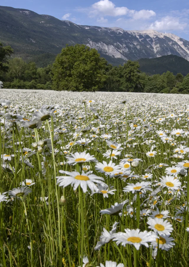 Champs de fleurs au printemps à Savoillans