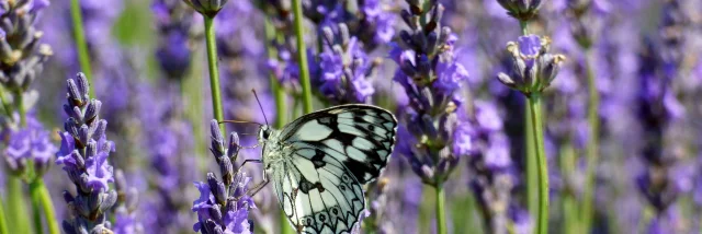 Lavande et papillon