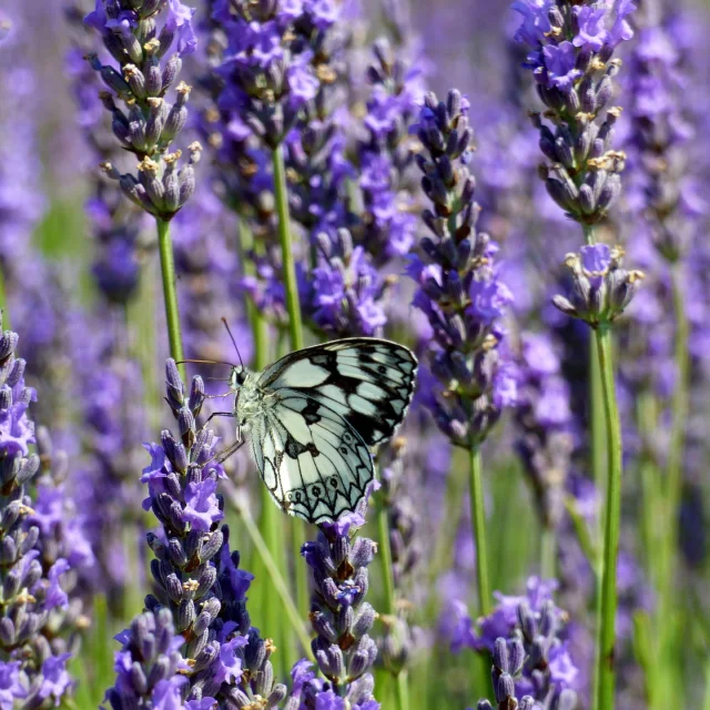 Lavande et papillon