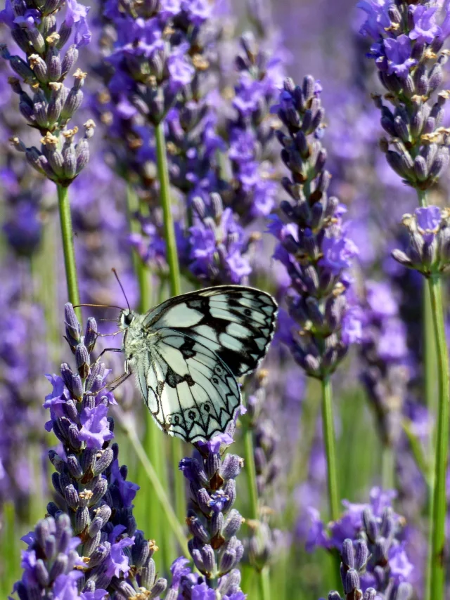 Butterfly 3590039 1920