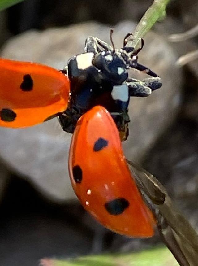 Ladybird