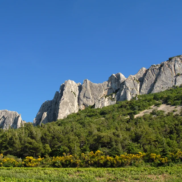 Dentelles 5517@philippeabel