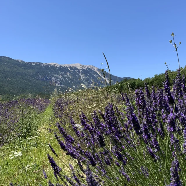Lavendel Savoillans