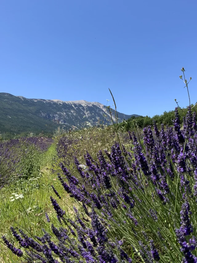 Lavender Savoillans