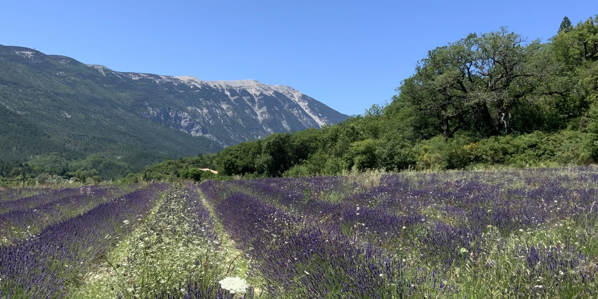 Lavendel Savoillans