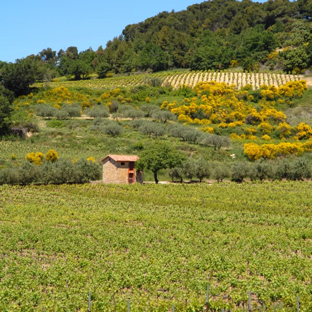 Rasteau3@philippeabel