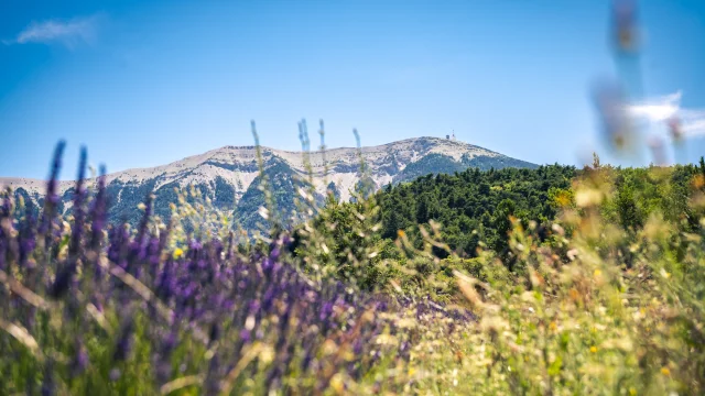 View of Mont Ventoux through a lavender field from the Baronnies provençale