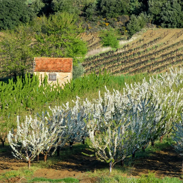 Cabanon Et Fruitiers@philippeabel