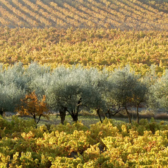 Vignes Et Oliviers@philippeabel