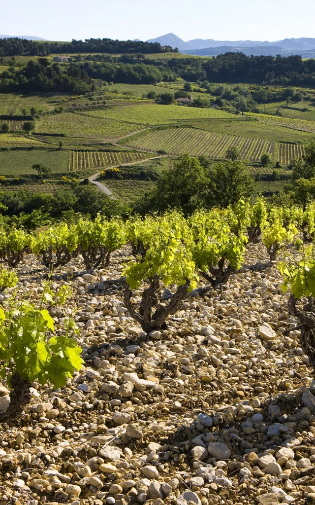 AOC Rasteau Cep de Vignes et Galets