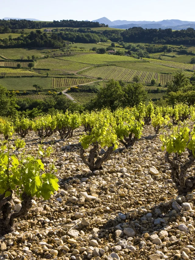 AOC Rasteau Cep de Vignes et Galets