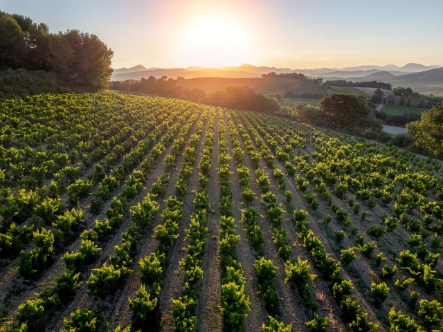 Vignes Rasteau Au Soleil Levant