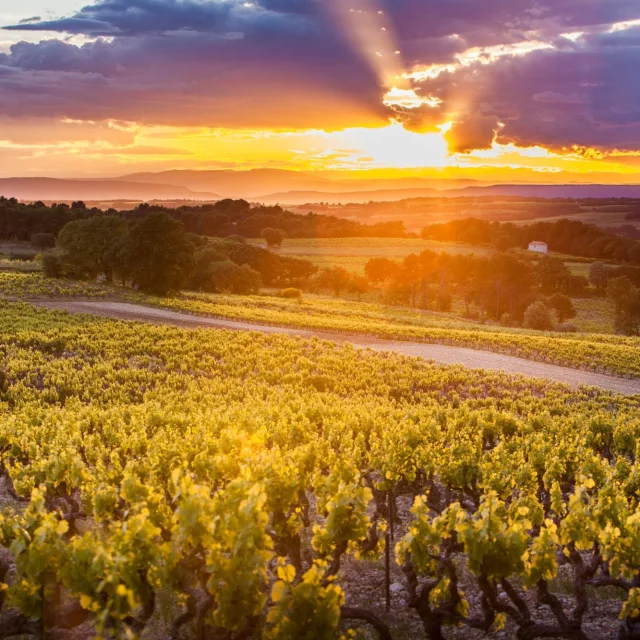 Appellation Côtes Du Rhône Villages Vaison La Romaine Vignes