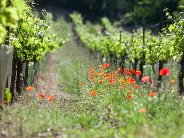 Appellation Côtes Du Rhône Villages Vaison La Romaine Vignes Coquelicots
