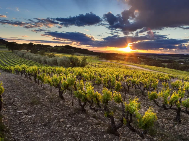 Appellation Côtes Du Rhône Villages Vaison La Romaine Vignes Coucher De Soleil