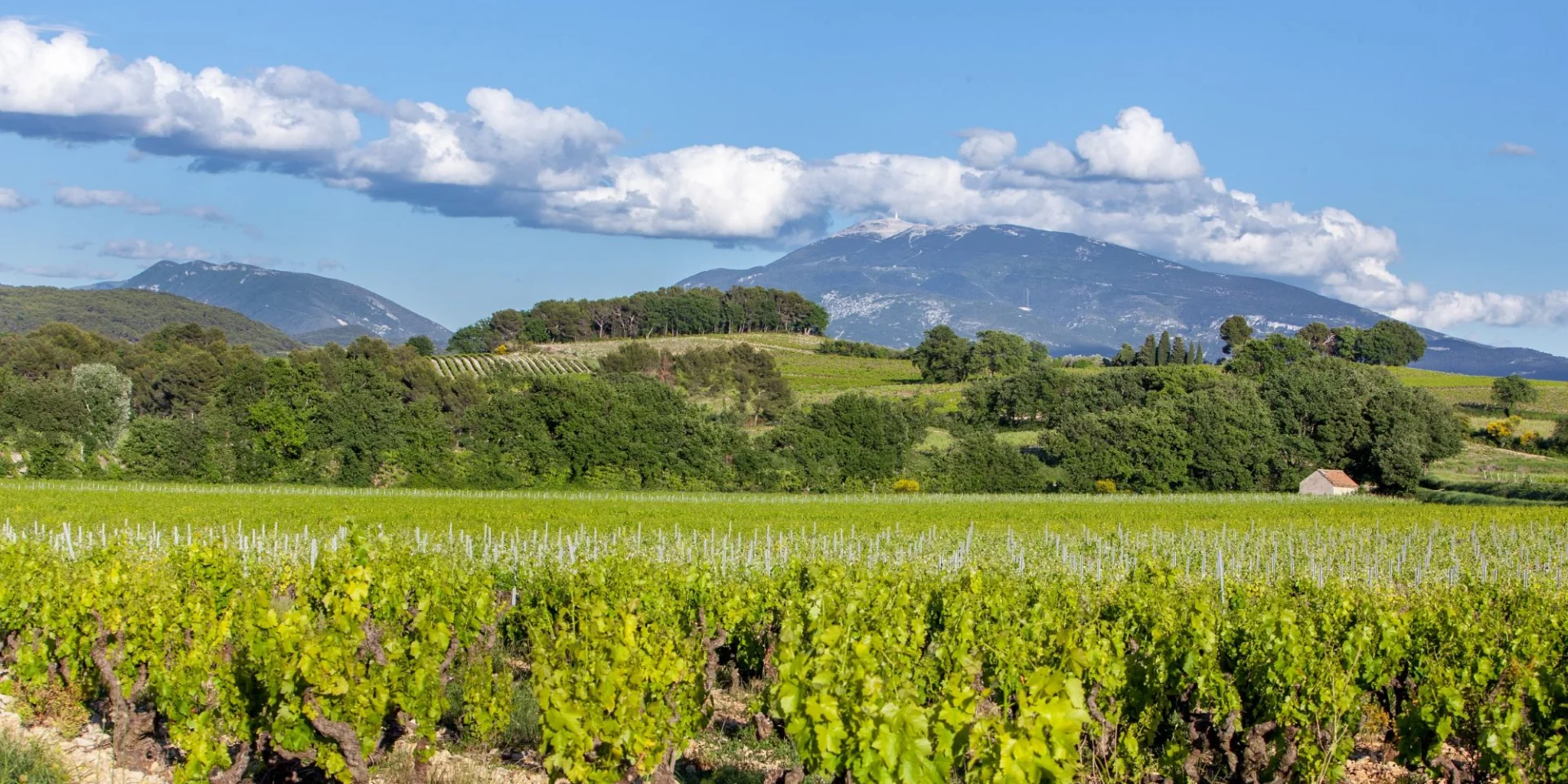Appellation Cotes Du Rhone Villages Vaison La Romaine Vignes Mont Ventoux