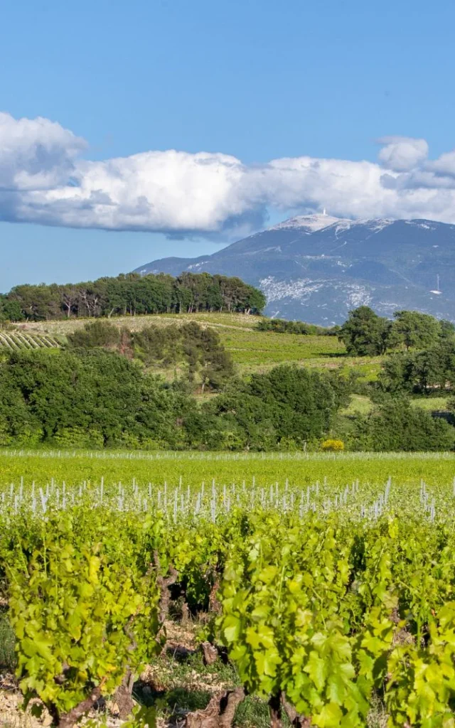 Appellation Côtes Du Rhône Villages Vaison La Romaine Vignes Mont Ventoux