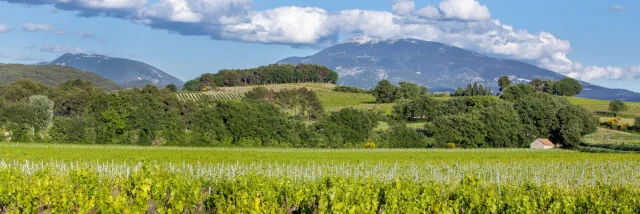 Appellation Côtes Du Rhône Dorpen Vaison La Romaine Wijngaarden Mont Ventoux