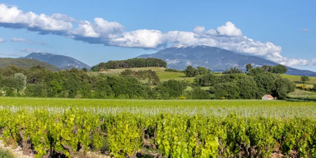 Appellation Côtes Du Rhône Villages Vaison La Romaine Vignes Mont Ventoux