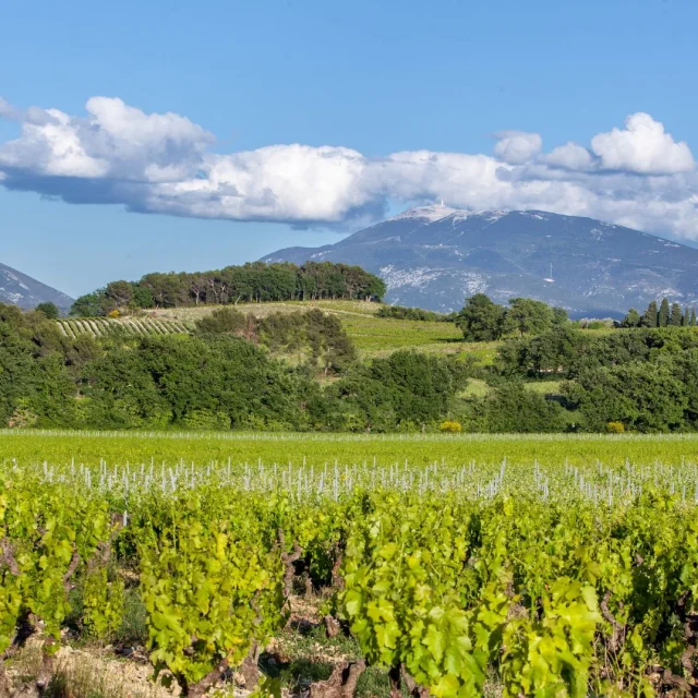 Appellation Côtes Du Rhône Villages Vaison La Romaine Vignes Mont Ventoux