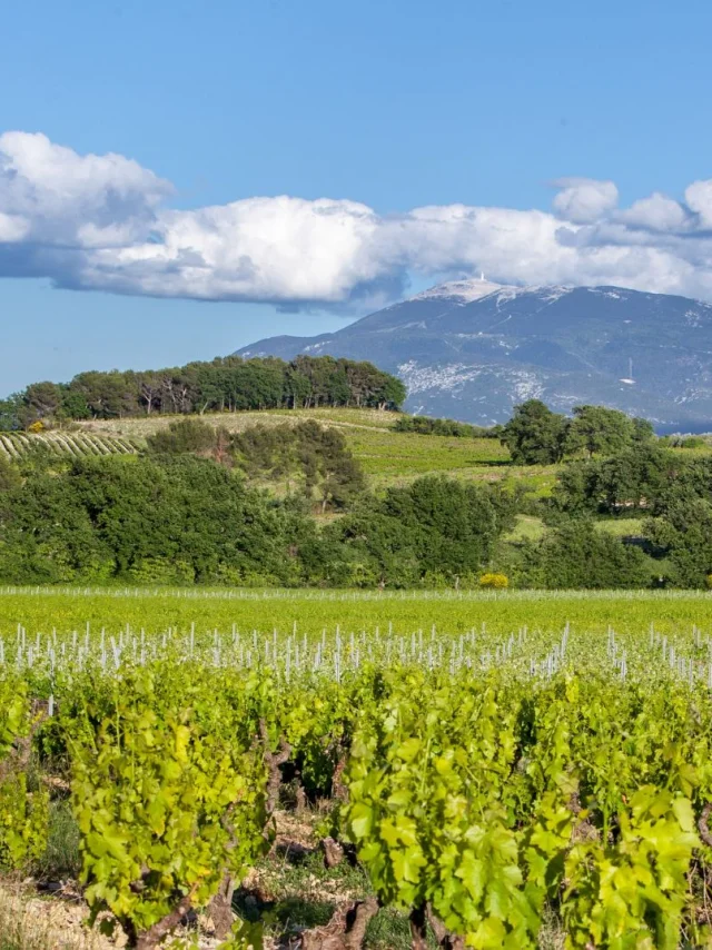 Appellation Cotes Du Rhone Villages Vaison La Romaine Vignes Mont Ventoux