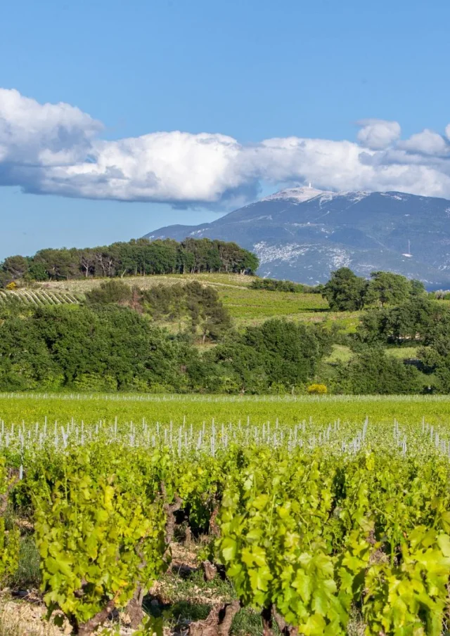 Appellation Cotes Du Rhone Villages Vaison La Romaine Vignes Mont Ventoux