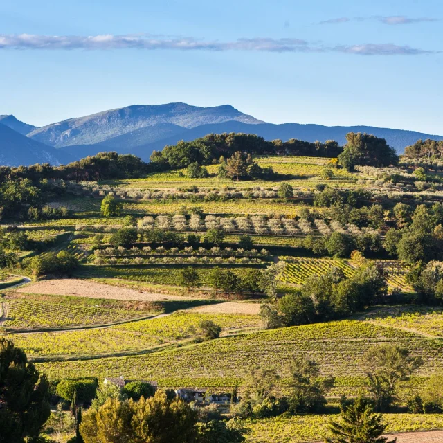 Appellation Côtes Du Rhône Villages Vaison La Romaine Vignes Printemps