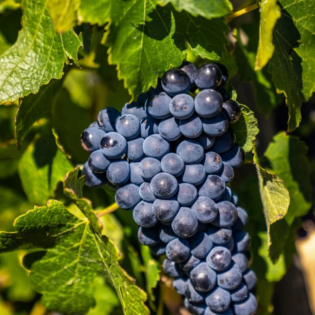 Cairanne Grappe De Raisin