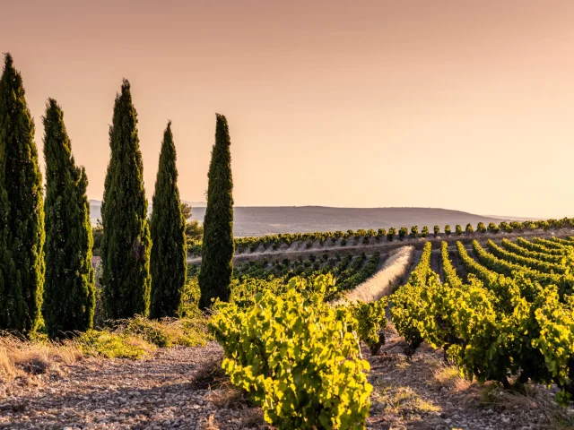 Cairanne Vignes