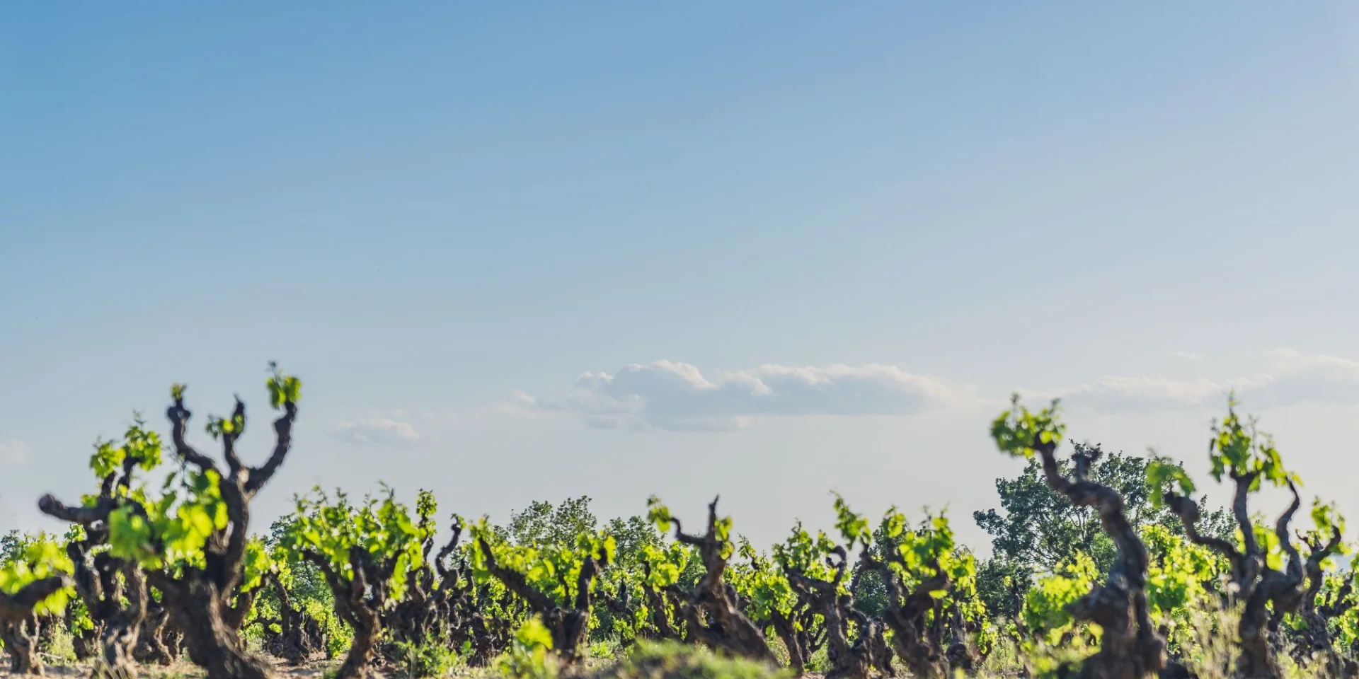 Cairanne Vignobles Spring