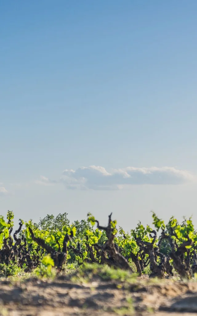 Cairanne Vignobles Printemps