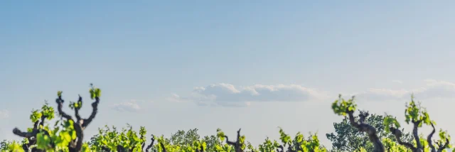 Cairanne Vignobles Printemps