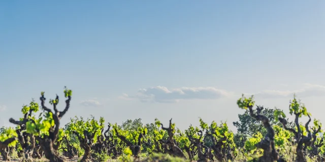 Cairanne Vignobles Spring