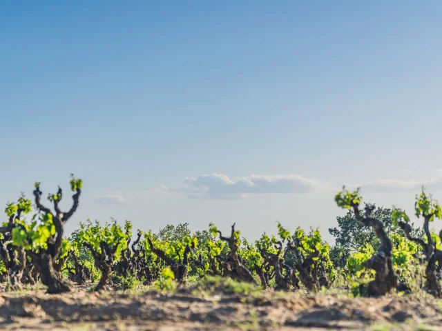 Cairanne Vignobles Printemps