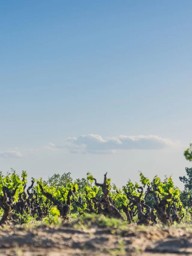 Cairanne Vignobles Printemps