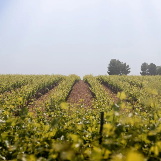 Aoc Côtes Du Rhône Dorpen Sablet Vignes