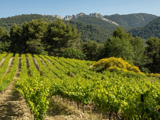 Aoc Côtes Du Rhône Dorpen Sablet Vignes Et Genets