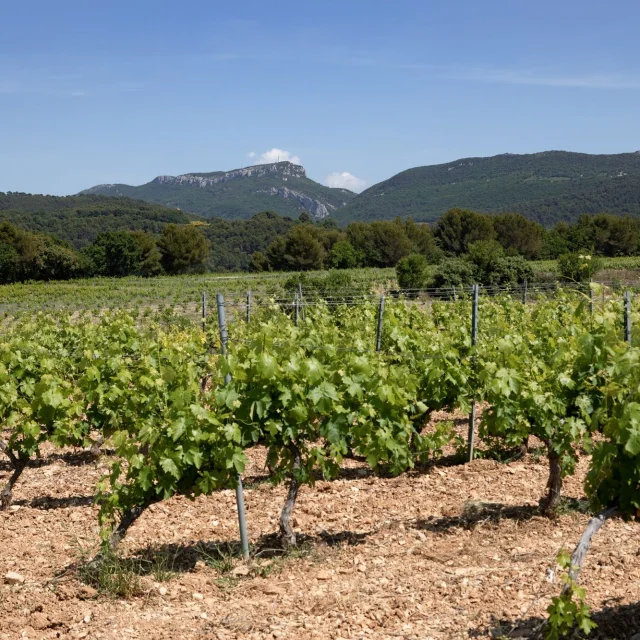 Aoc Côtes du Rhône Wijngaard Sablet