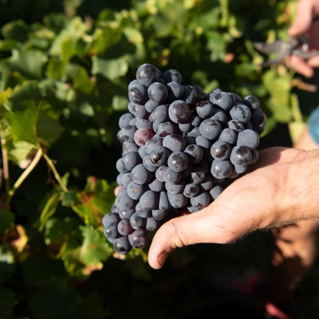 Seguret Grappe Traube