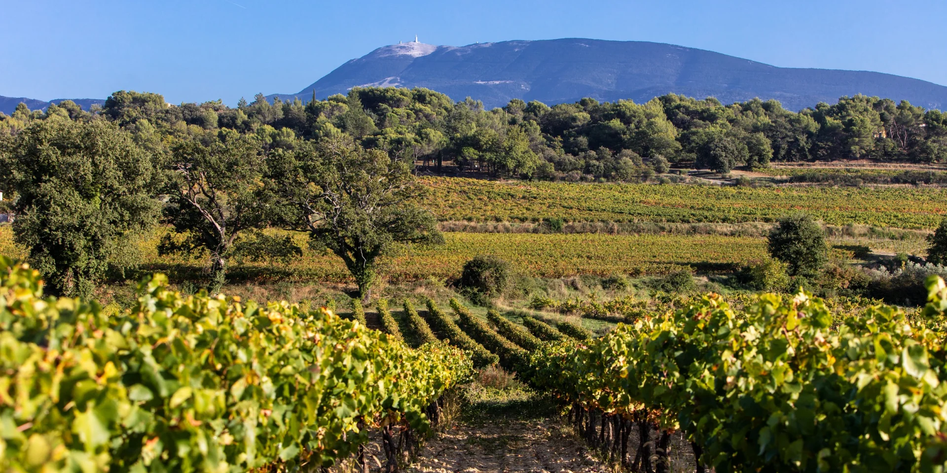 Weinberge von Puymeras