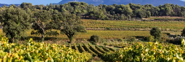 Puymeras vineyards