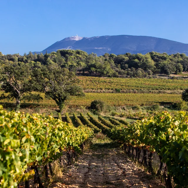 Weinberge von Puymeras
