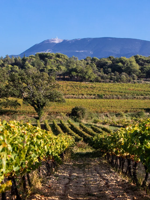 Puymeras vineyards