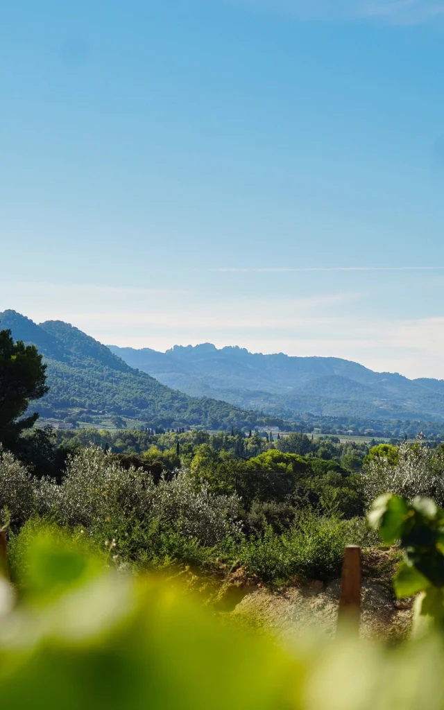 Aoc Cotes Du Rhone Villages Roaix Vignes Dentelles De Montmirail