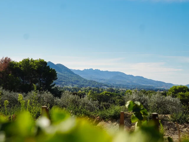 Aoc Cotes Du Rhone Villages Roaix Vignes Dentelles De Montmirail