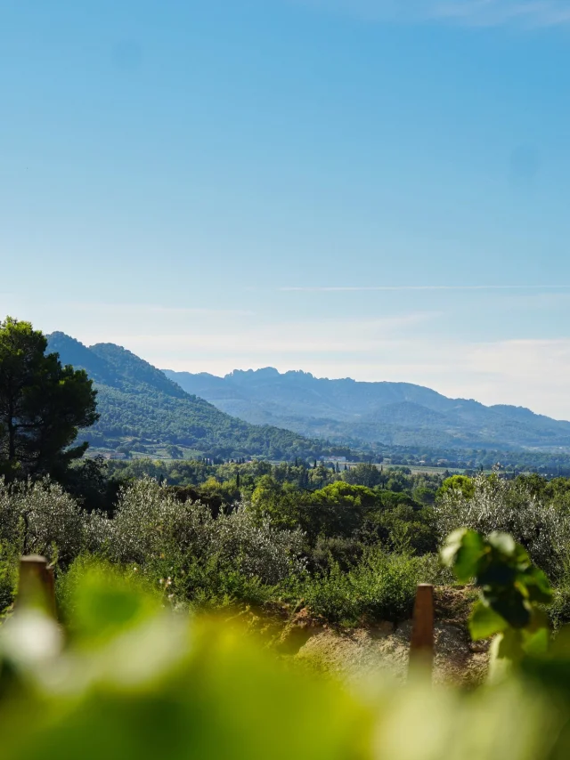 Aoc Cotes Du Rhone Villages Roaix Vignes Dentelles De Montmirail